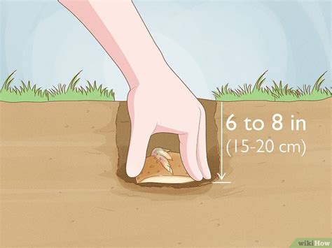 How to Plant Potatoes from Seed: 2 Easy Ways