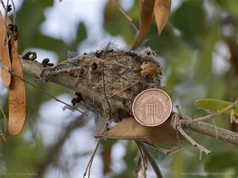 How small is a hummingbird nest?