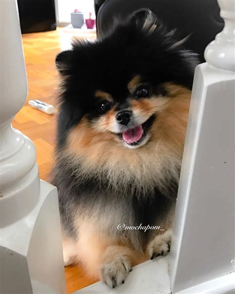 Pomeranian Boo Black - Pets Lovers