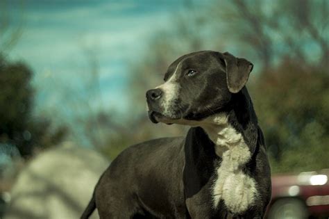 Dober Pit (Doberman & Pitbull Mix): Info, Pictures & More | Hepper