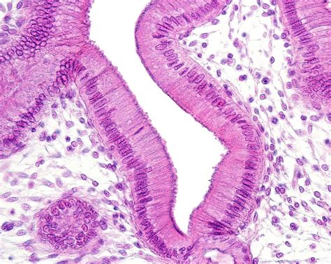 Simple Columnar Epithelium #4 by Science Photo Library