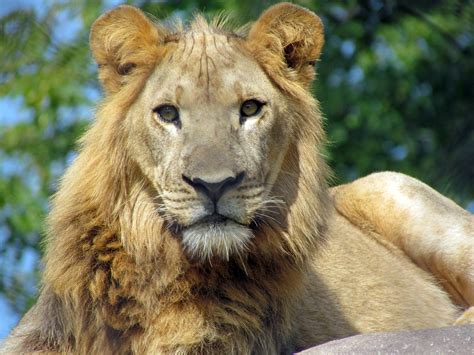 File:African lion, Seneca Park Zoo.JPG - Wikipedia