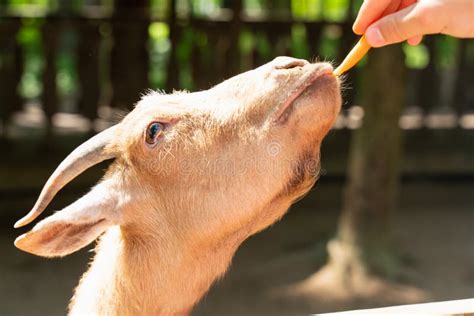 Goat on the Farm Eating Carrots Out of the Hands. Farm Animals and Pets Stock Image - Image of ...