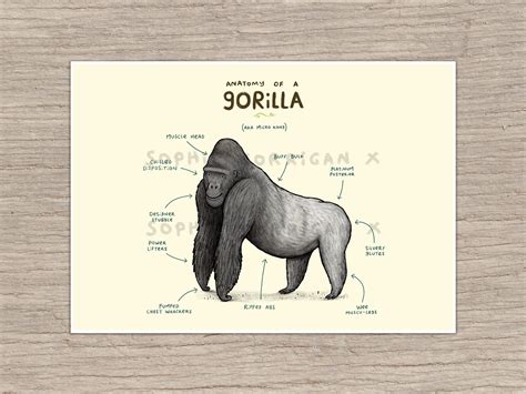 Anatomy of A Gorilla Signed Art Print - Etsy