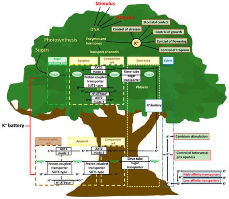 Potassium Control of Plant Functions | Encyclopedia MDPI