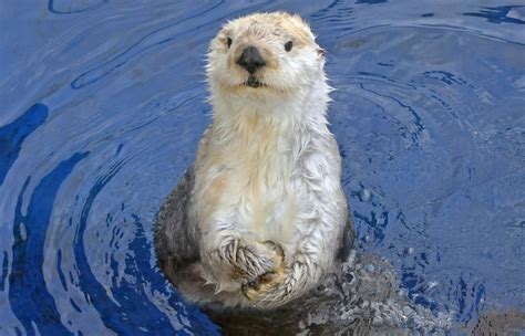 Southern Sea Otter - Detroit Zoo