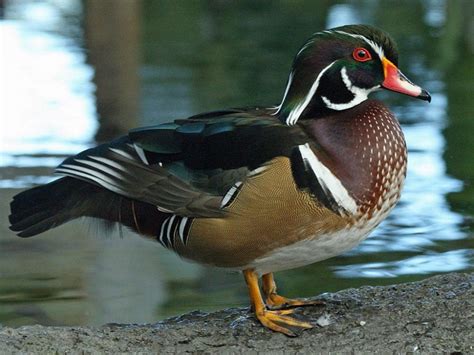 Wood Duck - Facts, Habitat, Diet, Call, Migration and Pictures