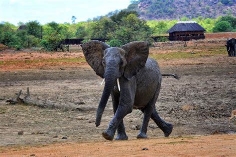 Elephants of the Kruger National Park - the largest of the big-five