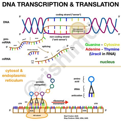 How mRNA Vaccines Work - Gene Transcription And Translation | RK.MD