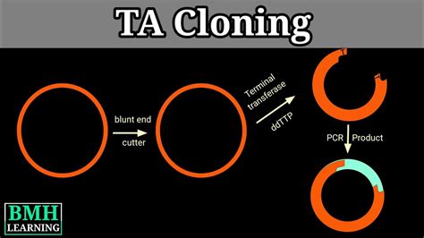 TA Cloning | PCR Cloning | - YouTube