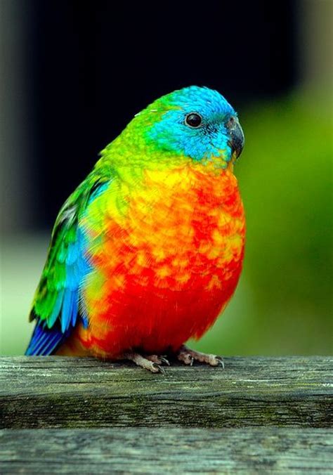 Rainbow Parakeet | For The Birds | Pinterest | Beautiful, Flower and ...