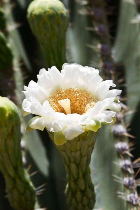 How Often Does a Cactus Bloom? Steps to get your Cacti to Flower