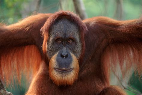 Orang-utans | WWF