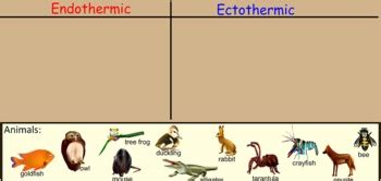 Endothermic and Ectothermic Animals Minilesson w/ SmartBoard by Melanie ...