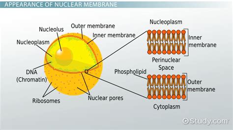 Nuclear Membrane In A Plant Cell