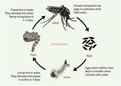 The Mosquito Bucket Hack That Works@judyschickens