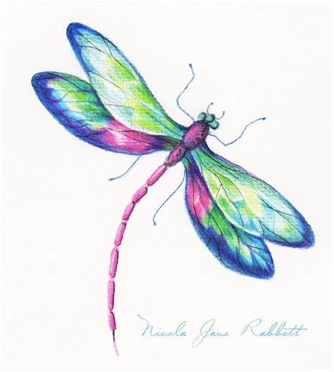 Pencil drawn dragonfly from Nicola's 'River Bank' collection. Initial ...