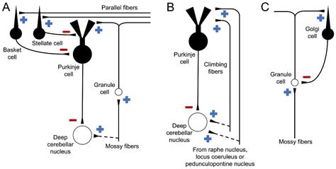 Basket Cell Cerebellum