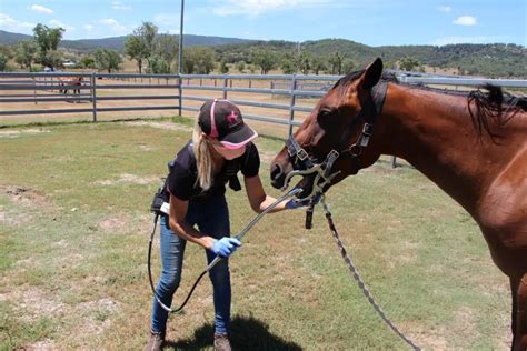 My horse has wolf teeth. What should I do?