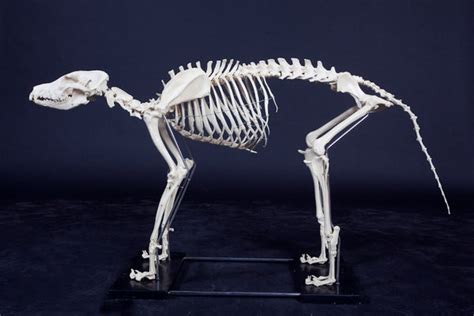 Large Dog Skeleton – Dapper Cadaver Props