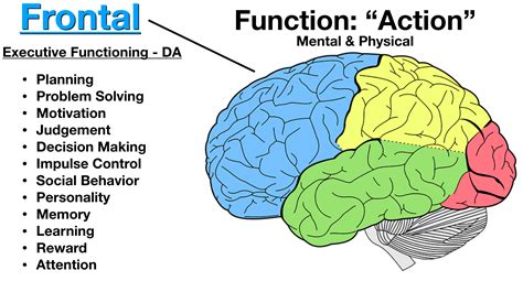 Lobes of the Brain: Cerebral Cortex Anatomy, Function, Labeled Diagram ...