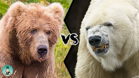 Kodiak Bear vs Polar Bear: A Comparison of the Arctic Kings