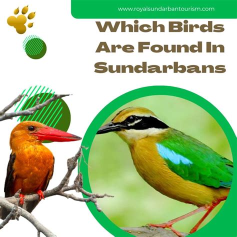 Great Facts Which Birds Are Found In Sundarbans | Royal Sundarban ...