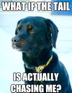 "What if the tail is actually chasing me?" Funny Dog Memes, Funny ...