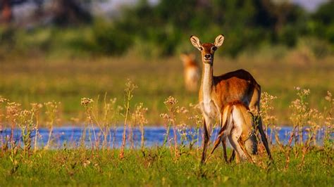 Okavango Delta Wildlife Animals - Free photo on Pixabay