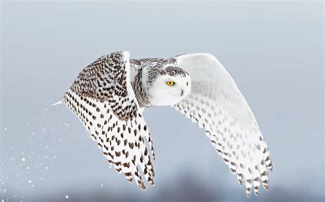 Secrets of the Snowy Owl: Habitat, Adaptations, and Other Facts