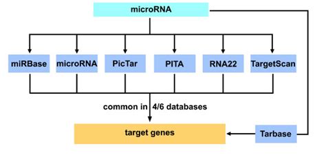 Workflow for miRNA target site prediction. Seven databases miRBase ...