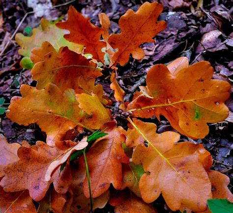 Free photo: Oak Leaves, Autumn, Leaves, Fall - Free Image on Pixabay ...