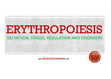 Erythropoiesis: Definition, Stages, Regulation and Disorders