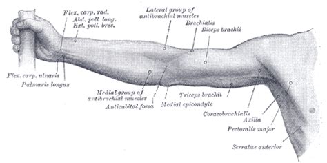 Elbow Joint - Morphopedics