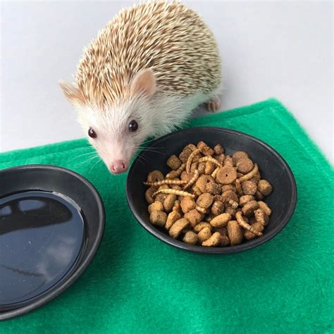 1kg 2.20 Lb African Pygmy Hedgehog Food Mix. Hedgehog | Etsy UK