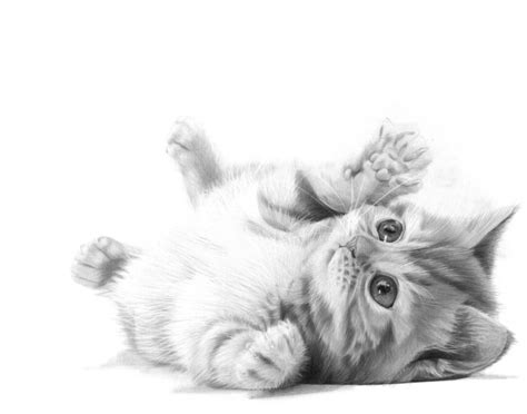 ++ 50 ++ dessin réaliste chat facile 204135-Dessin chat realiste facile ...