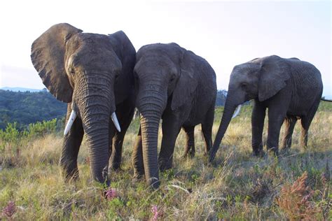 Knysna Elephant Park’s Natural History, Garden Route, Western Cape