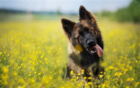 German Shepherd [4] wallpaper - Animal wallpapers - #39517