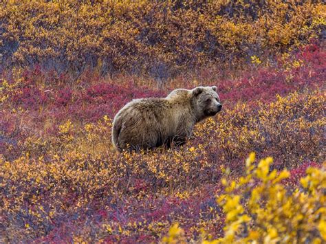 Where to see wildlife in Denali National Park