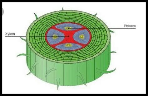 Define Xylem - Science - Transportation in Animals and Plants - 85328 ...