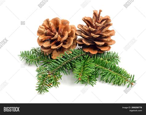 Evergreen Tree Image & Photo (Free Trial) | Bigstock