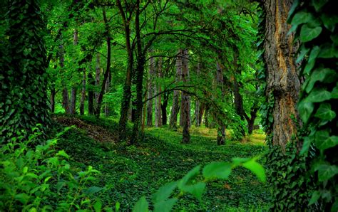 Download Ivy Greenery Nature Forest HD Wallpaper