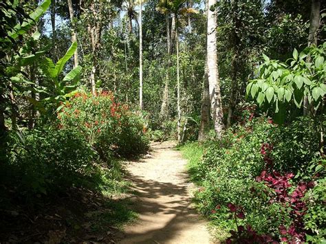 Thekkady Walking through the spice garden Sambar Deer, Giant Squirrel ...