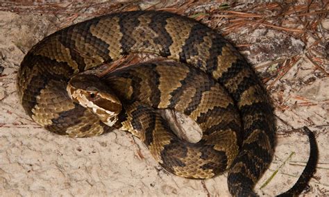 Discover Different Types Of Cottonmouth Snakes - A-Z Animals