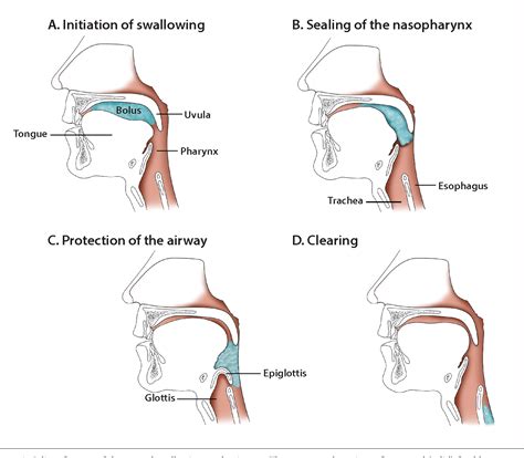 Figure 1 from Dysphagia in the elderly. | Semantic Scholar