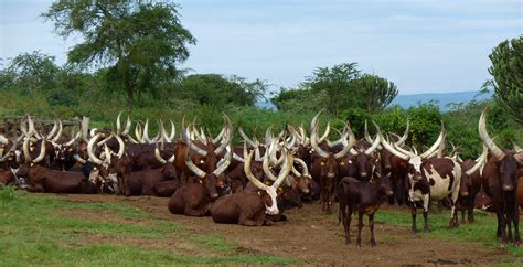 Bespoke Safaris in Lake Mburo National Park, Uganda - Journeys by Design