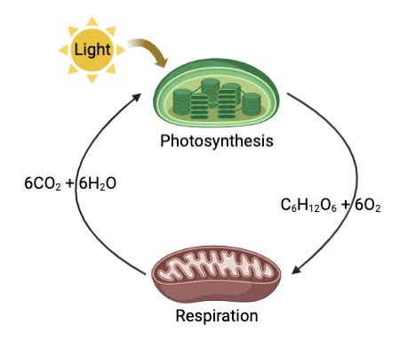 Differences and Similarities between Photosynthesis and Respiration