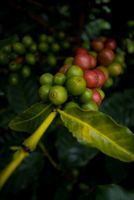 Guatemalan Coffee: GUATEMALAN COFFEE REGIONS PROFILE NO. 2: ANTIGUA