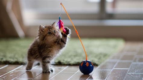 nature, Animals, Baby Animals, Cat, Pet, Kittens, Playing, Toys ...