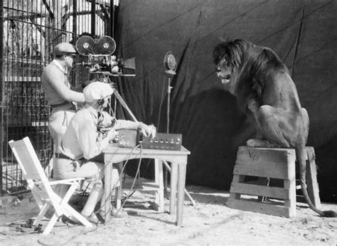 The MGM Lion. Metro-Goldwyn-Mayer recorded the Lions roar in 1929 : r/pics